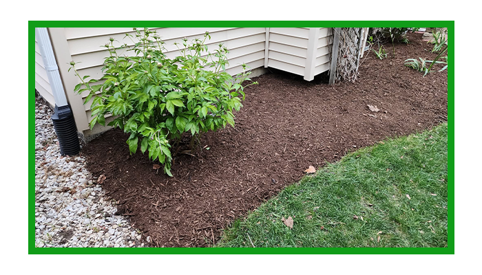 Sod Installation and Tree Planting